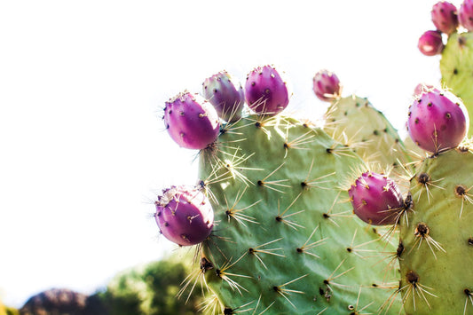 Skin Benefits of Desert Plants