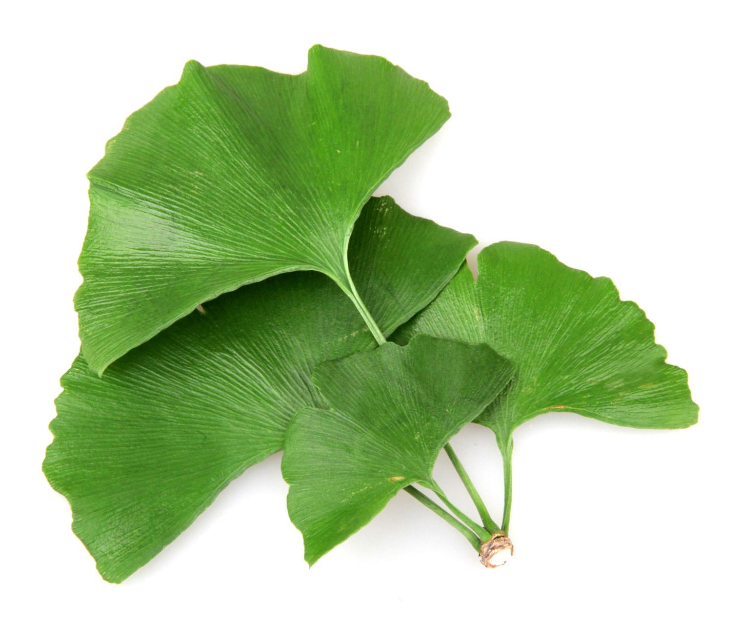 Restore and Hydrate Herbal Conditioner