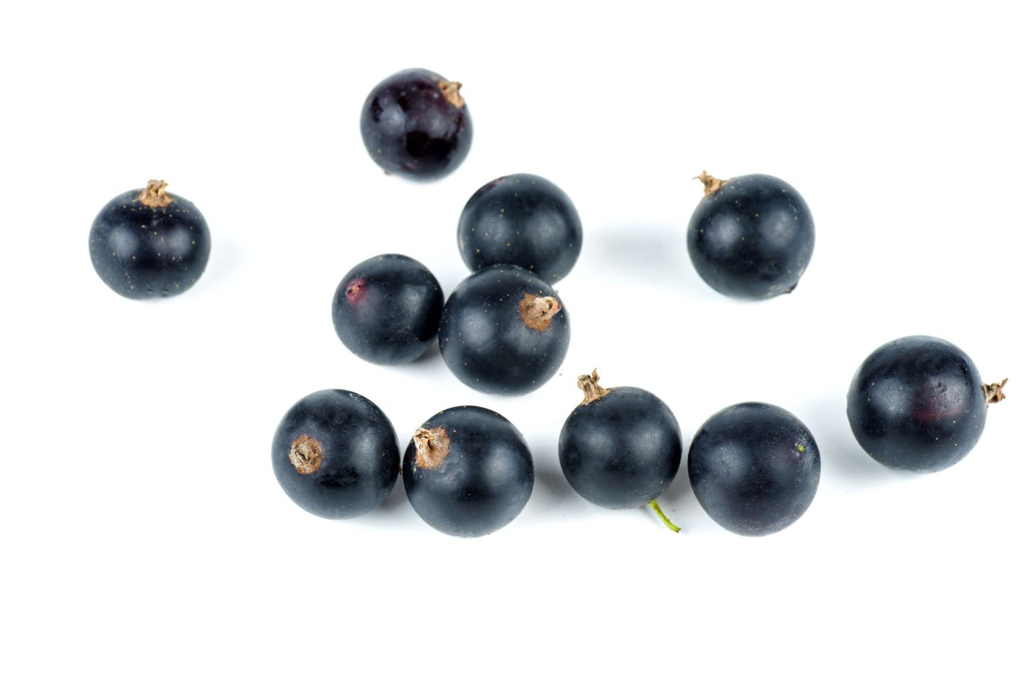 Black Currant Body Oil