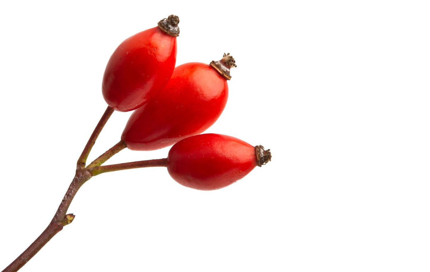 Rosehip Omni Day Cream