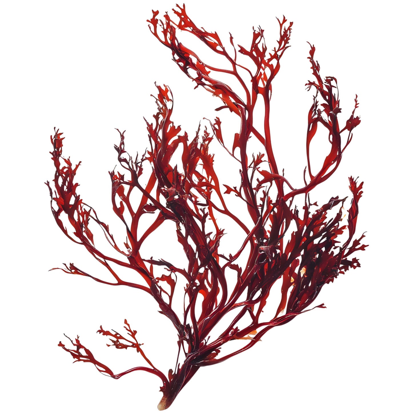 AB+C Beauty Oil: Astaxanthin, Bakuchiol and Vitamin C