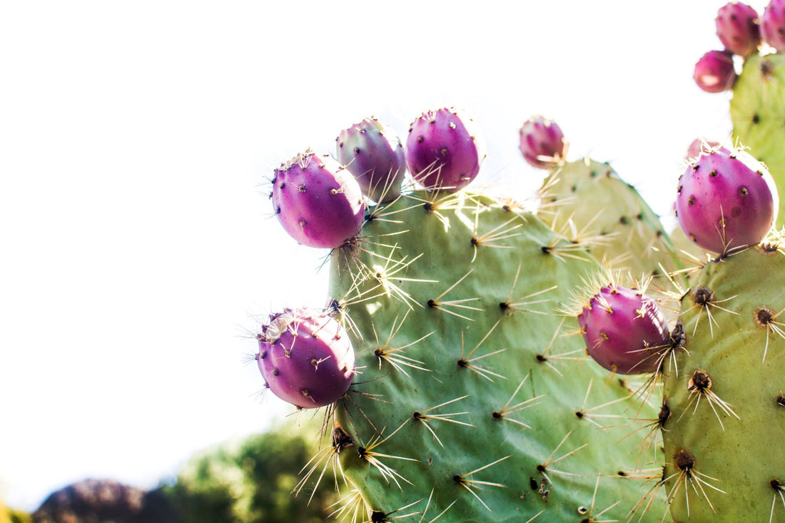 Skin Benefits of Desert Plants
