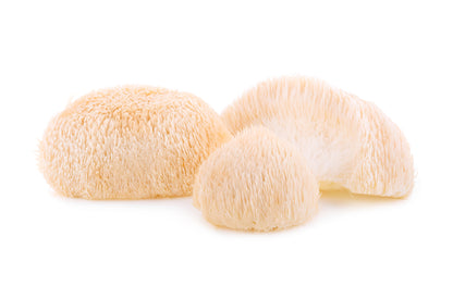 Lion's Mane Mushroom