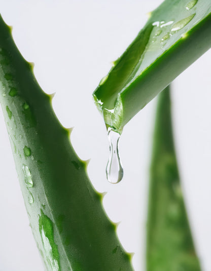Green Tea and Hyaluronic Acid Toner
